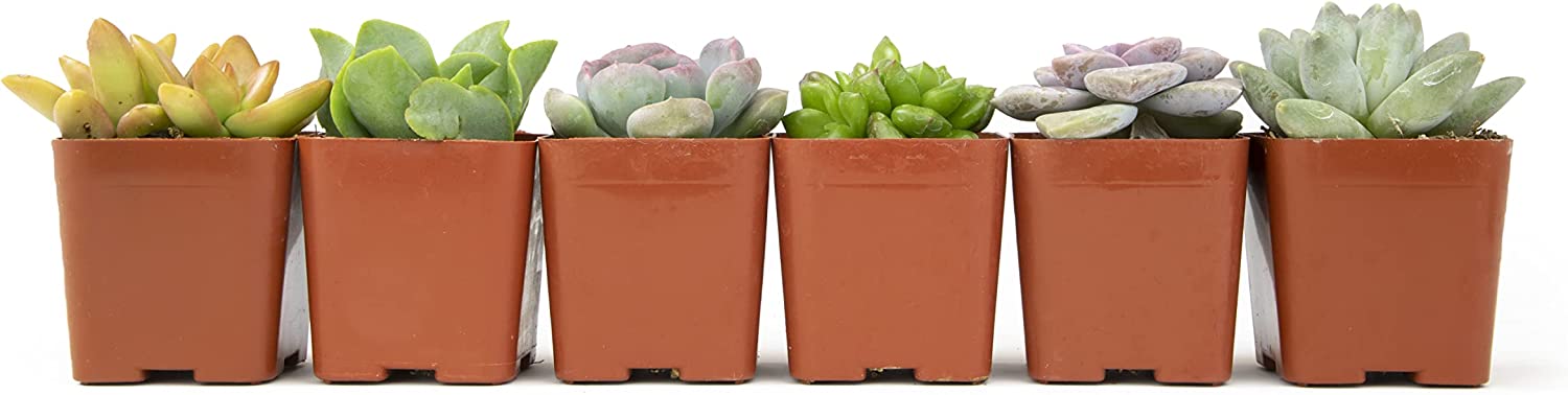 Succulent Plants, Fully Rooted in Planter Pots with Soil-Toppalletfly
