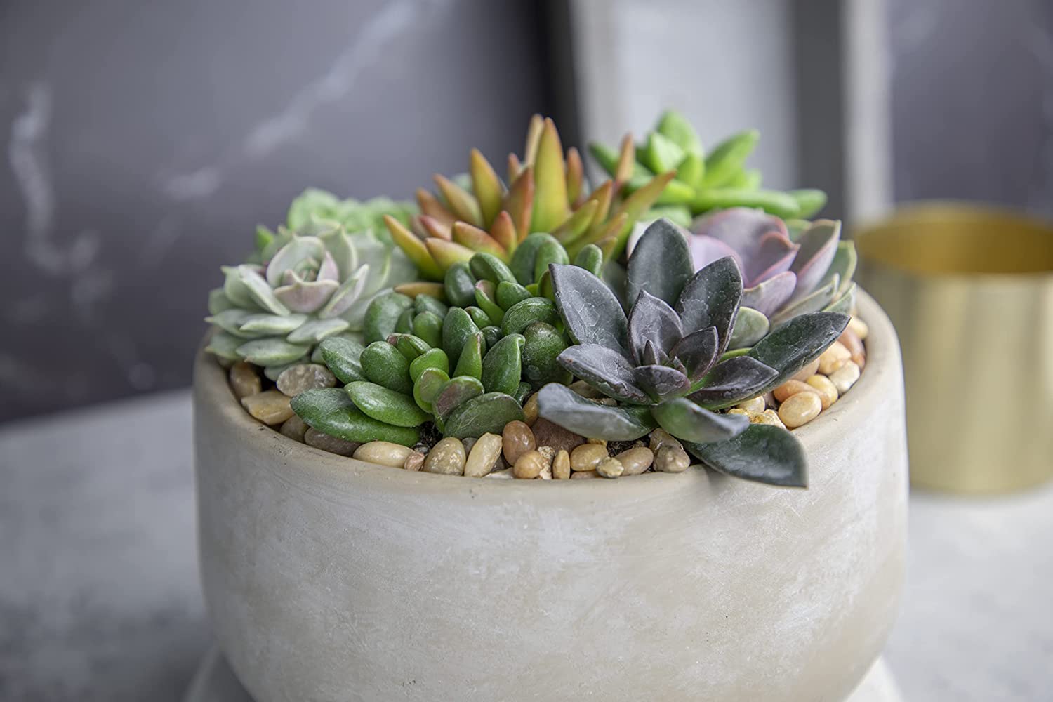 Succulent Plants, Fully Rooted in Planter Pots with Soil-Toppalletfly