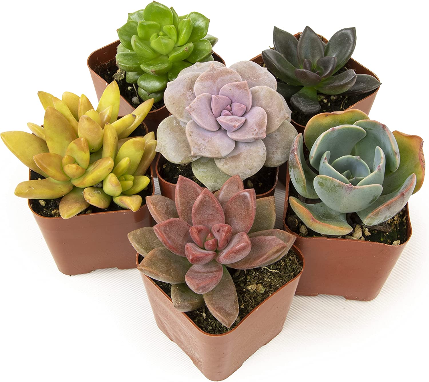 Succulent Plants, Fully Rooted in Planter Pots with Soil-Toppalletfly