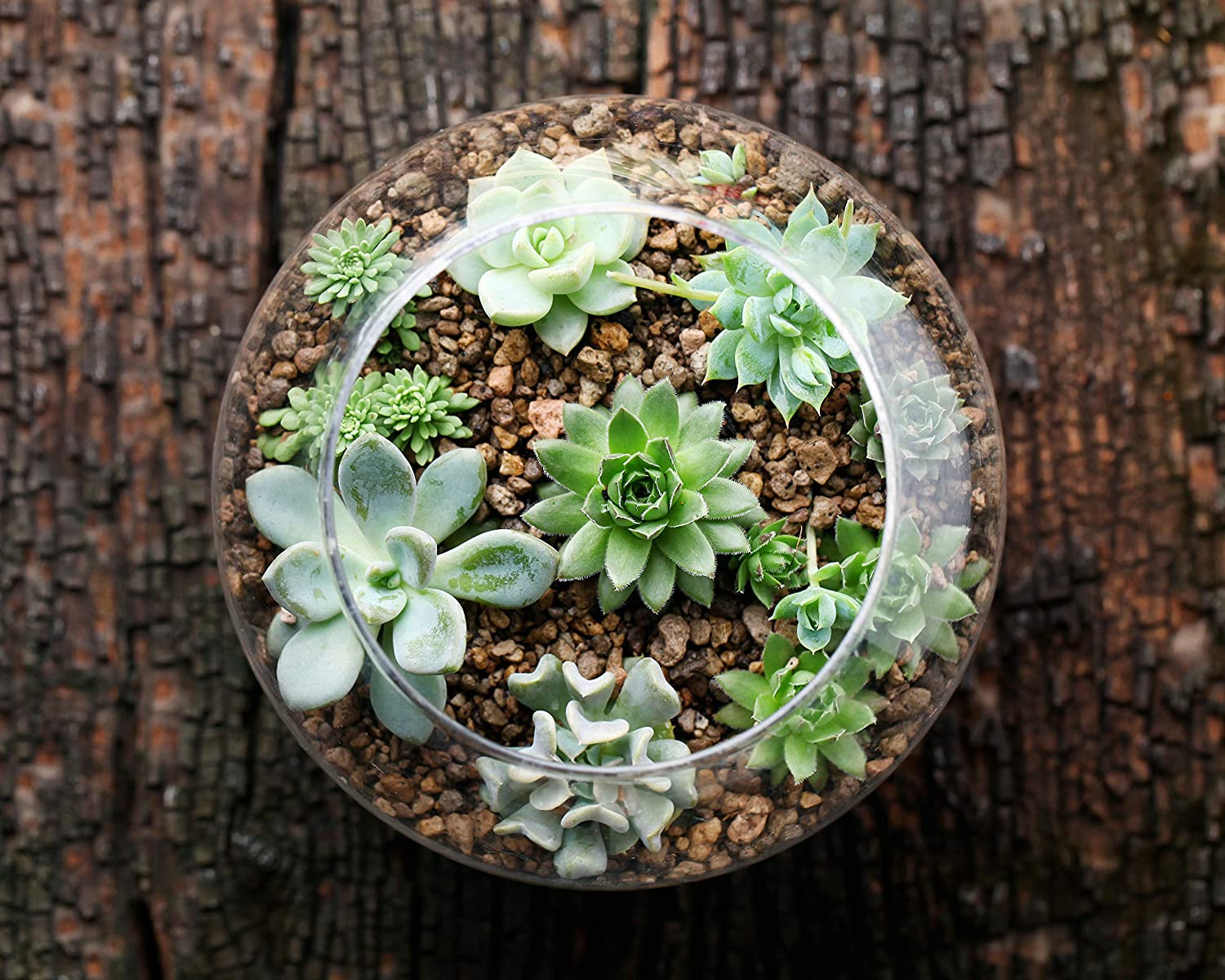 Succulent Plants, Fully Rooted in Planter Pots with Soil-Toppalletfly