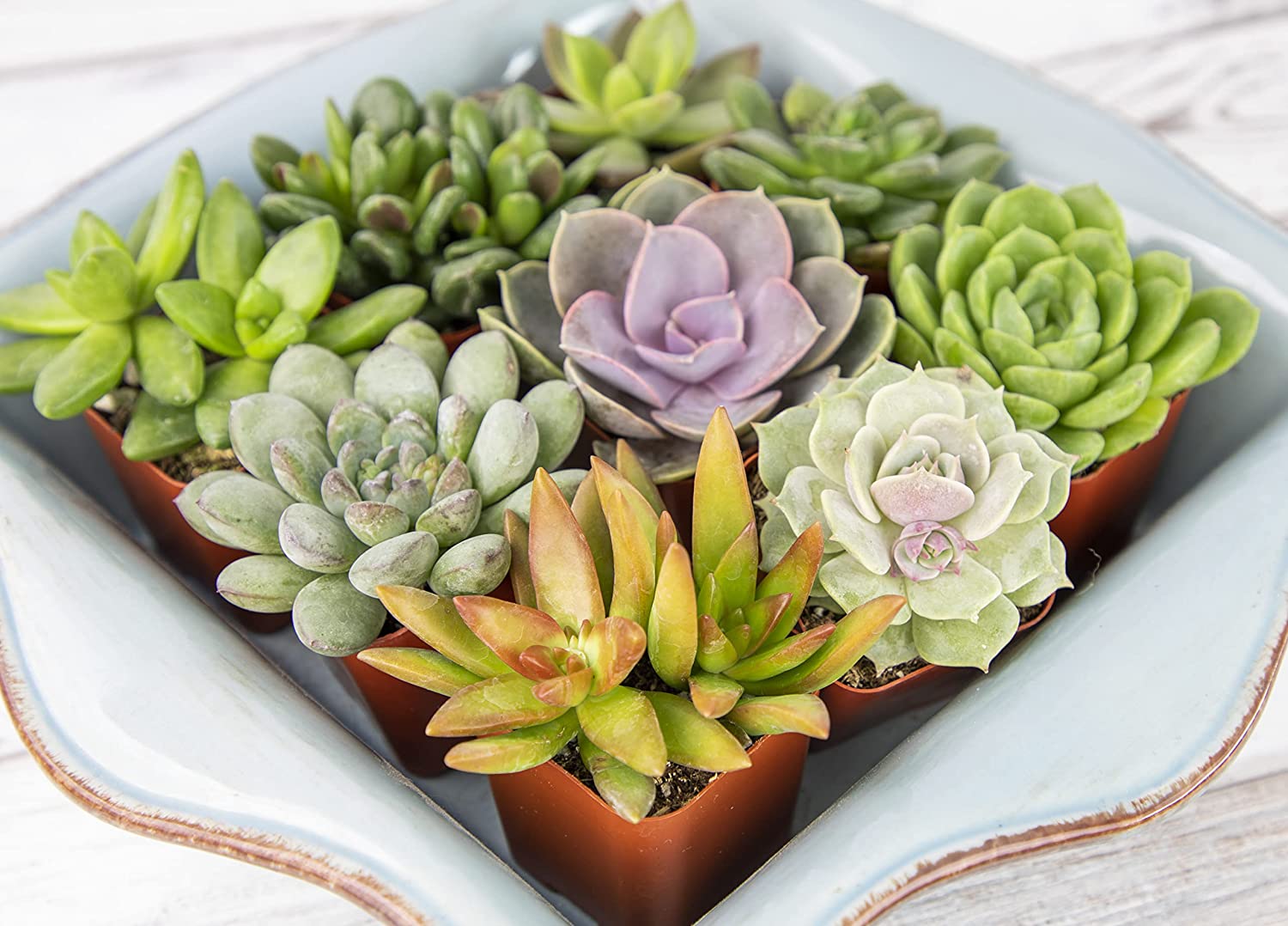 Succulent Plants, Fully Rooted in Planter Pots with Soil-Toppalletfly