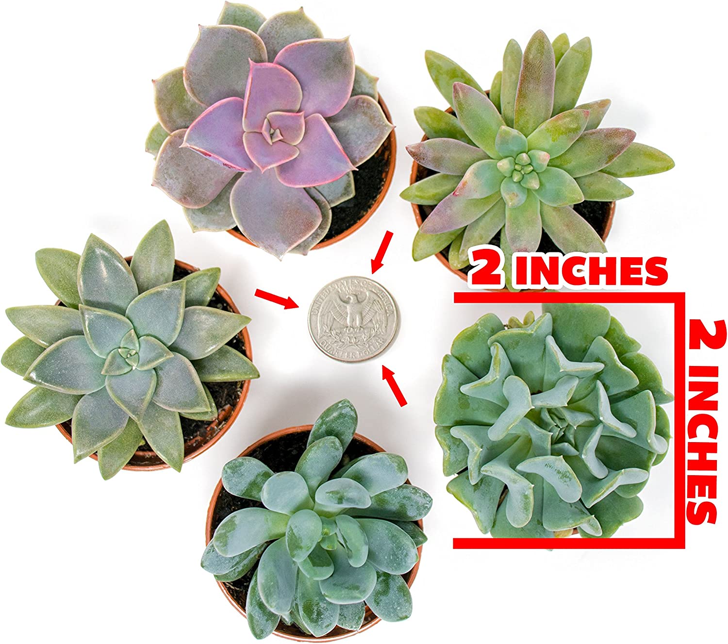 Succulent Plants, Fully Rooted in Planter Pots with Soil-Toppalletfly