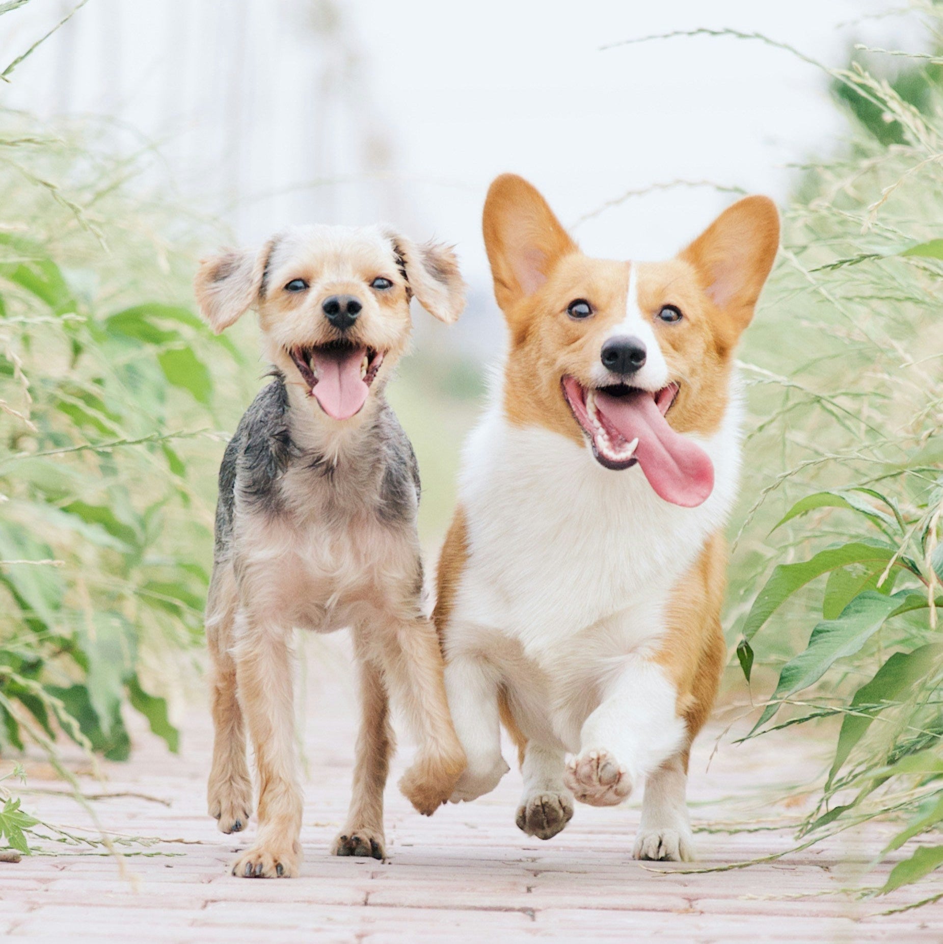 Pet Supplies