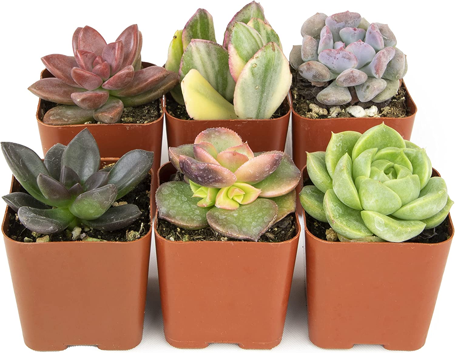 Succulent Plants, Fully Rooted in Planter Pots with Soil-Toppalletfly