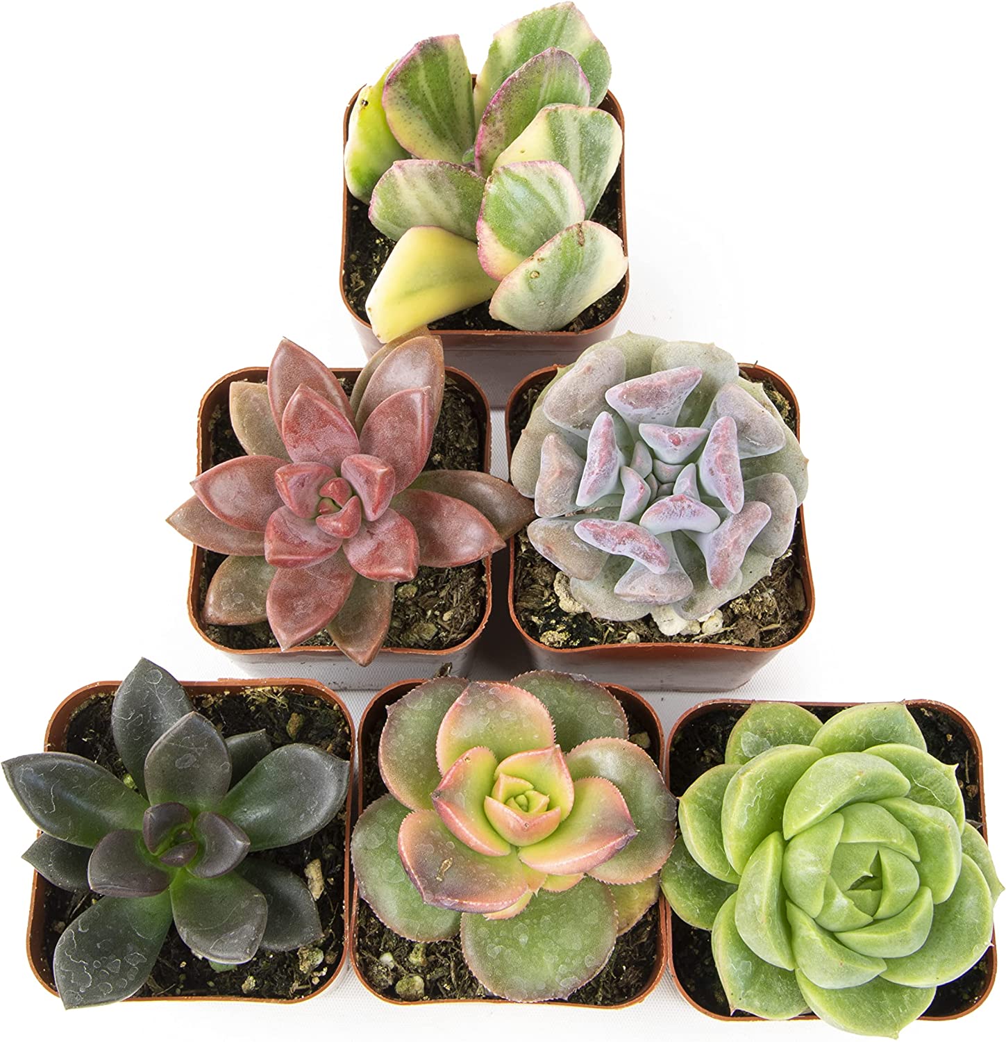 Succulent Plants, Fully Rooted in Planter Pots with Soil-Toppalletfly