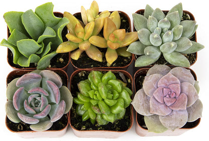 Succulent Plants, Fully Rooted in Planter Pots with Soil-Toppalletfly