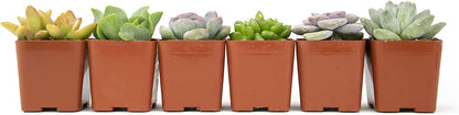 Succulent Plants, Fully Rooted in Planter Pots with Soil-Toppalletfly