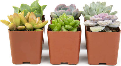 Succulent Plants, Fully Rooted in Planter Pots with Soil-Toppalletfly