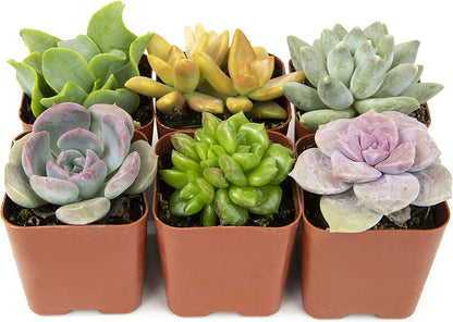 Succulent Plants, Fully Rooted in Planter Pots with Soil-Toppalletfly