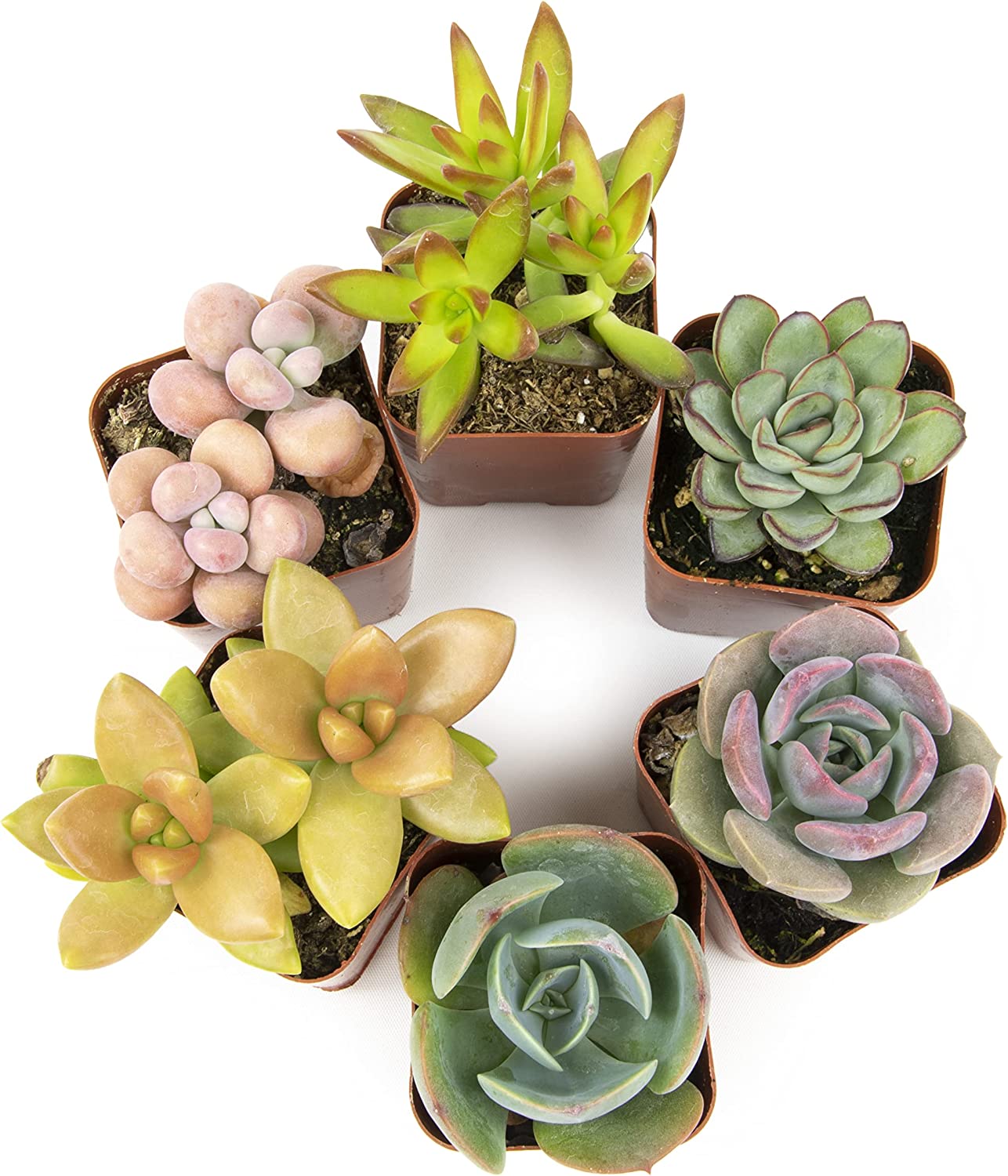 Succulent Plants, Fully Rooted in Planter Pots with Soil-Toppalletfly