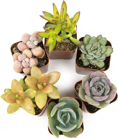 Succulent Plants, Fully Rooted in Planter Pots with Soil-Toppalletfly