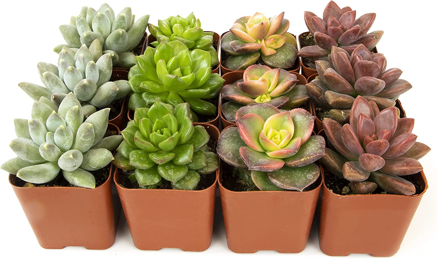 Succulent Plants, Fully Rooted in Planter Pots with Soil-Toppalletfly