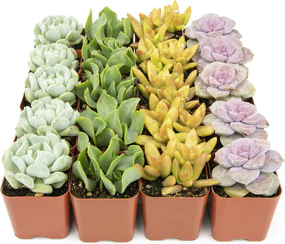 Succulent Plants, Fully Rooted in Planter Pots with Soil-Toppalletfly