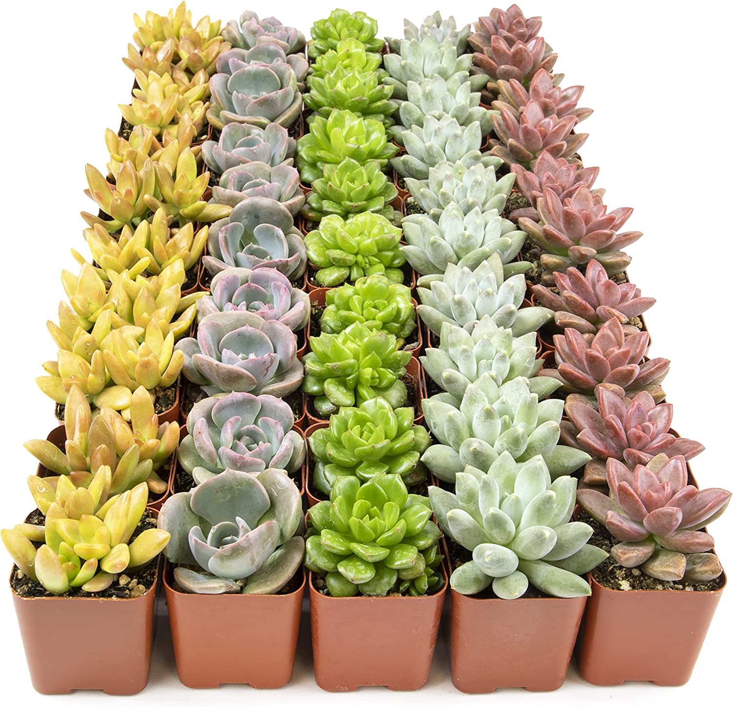 Succulent Plants, Fully Rooted in Planter Pots with Soil-Toppalletfly