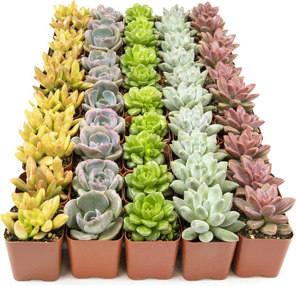 Succulent Plants, Fully Rooted in Planter Pots with Soil-Toppalletfly