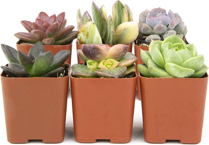 Succulent Plants, Fully Rooted in Planter Pots with Soil-Toppalletfly