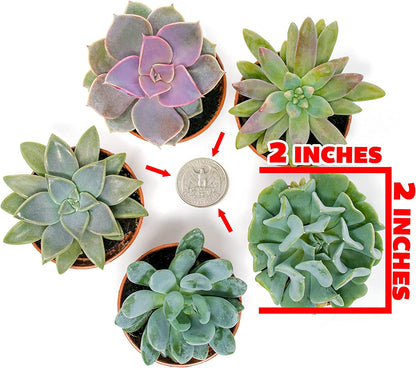 Succulent Plants, Fully Rooted in Planter Pots with Soil-Toppalletfly