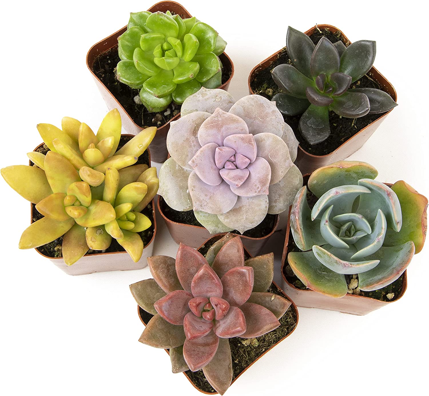 Succulent Plants, Fully Rooted in Planter Pots with Soil-Toppalletfly