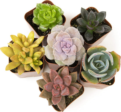 Succulent Plants, Fully Rooted in Planter Pots with Soil-Toppalletfly