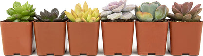 Succulent Plants, Fully Rooted in Planter Pots with Soil-Toppalletfly