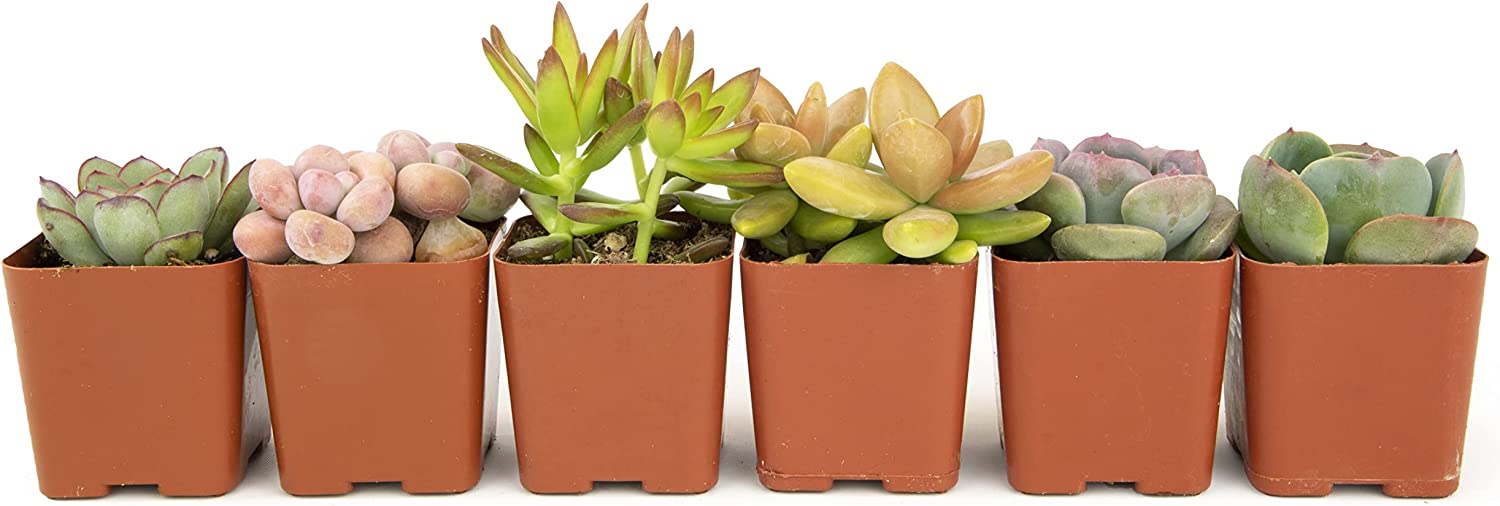 Succulent Plants, Fully Rooted in Planter Pots with Soil-Toppalletfly
